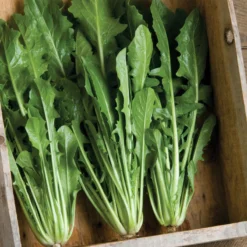 Catalogna Special -Garden Care Shop 00375 01 catalognaspecial