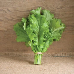 Green Wave -Garden Care Shop 00377 01 greenwave