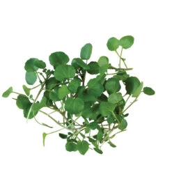 Watercress -Garden Care Shop 00384 02 watercresssalad