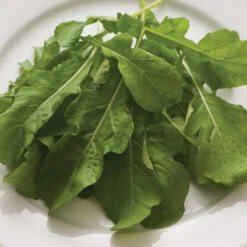 Arugula (Standard) -Garden Care Shop 00385 01 arugula