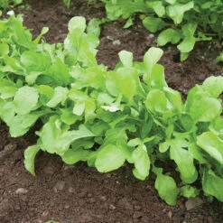 Arugula (Standard) -Garden Care Shop 00385 02 arugula