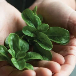 Vit -Garden Care Shop 00419 03 vit