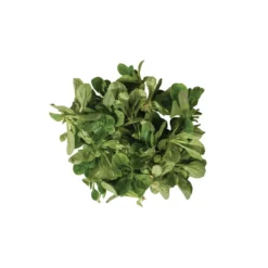 Vit -Garden Care Shop 00419 04 vit