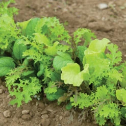 Premium Greens Mix -Garden Care Shop 00650 02 premiummixfieldhorz