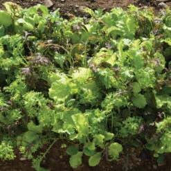 Premium Greens Mix -Garden Care Shop 00650 03 premiummix