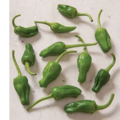 Padron -Garden Care Shop 00666g 02 padron