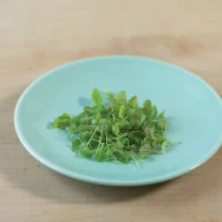 Lemon Balm -Garden Care Shop 00766m 03 lemonbalmsilo