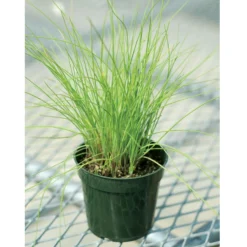 Staro -Garden Care Shop 00840 03 staro