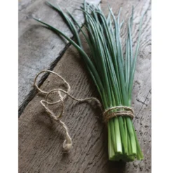 Staro -Garden Care Shop 00840 04 staro