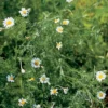 Roman Chamomile