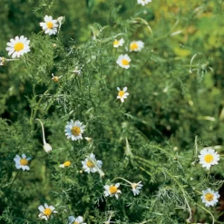 Roman Chamomile