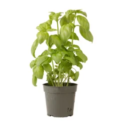 Genovese -Garden Care Shop 00911 06 genovese