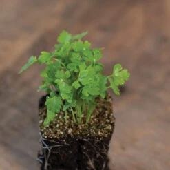 Cutting Celery -Garden Care Shop 00922m 03 cutcelmicro