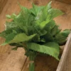 Green Shiso