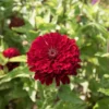 Benary's Giant Deep Red