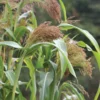 Red Broom Corn