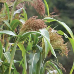 Red Broom Corn