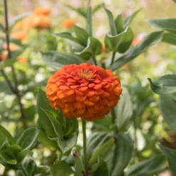Giant Dahlia Flowered Orange