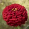 Giant Dahlia Flowered Scarlet