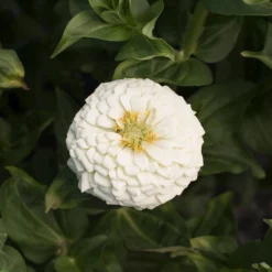 Giant Dahlia Flowered White