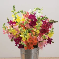 Chantilly™ Formula Mix -Garden Care Shop 01929 01 chantillyform mix