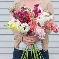 Madame Butterfly Mix -Garden Care Shop 01930 02 madamebutterfly