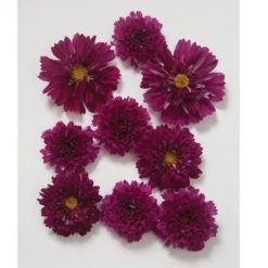 Double Click Cranberries -Garden Care Shop 01959 01 doubleclickcranberry