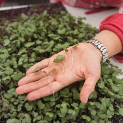 Cabbage, Red -Garden Care Shop 02230m 02 cabbage