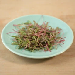 Purslane, Red Gruner -Garden Care Shop 02257m 03 grunermicro