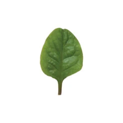 Red Malabar Spinach -Garden Care Shop 02437 04 redmalabar