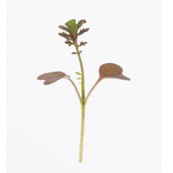 Mustard, Scarlet Frills -Garden Care Shop 02530m 01 scarletfrills