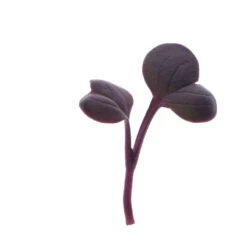 Radish, Red Rambo -Garden Care Shop 02539mg 01 redrambo