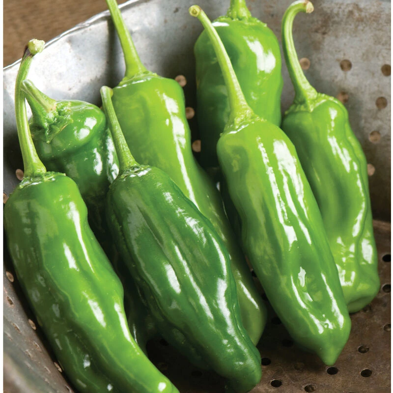 Mellow Star 1 Mellow Star