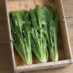 Clio -Garden Care Shop 02634 01 clio