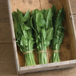 Clio -Garden Care Shop 02634 02 clio