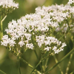 Common Valerian