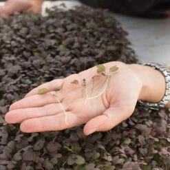 Mustard, Ruby Streaks -Garden Care Shop 02740m 02 rubystreaksmicro