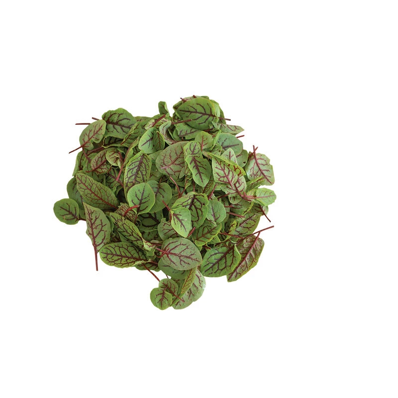 Red Veined Sorrel 2 Red Veined Sorrel - Image 2