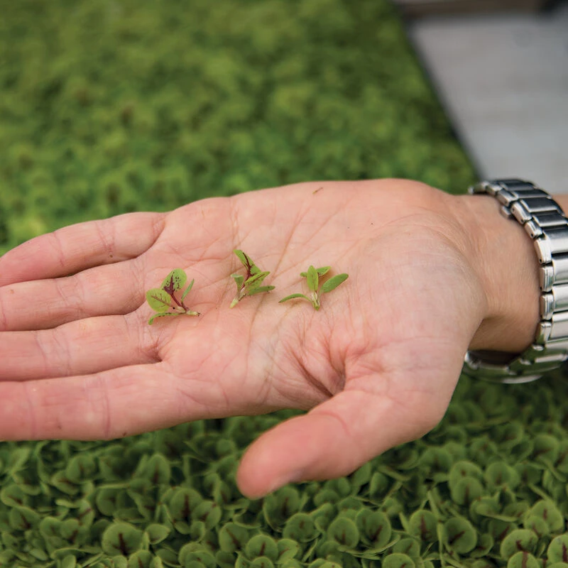 Sorrel, Red Veined 4 Sorrel, Red Veined - Image 4