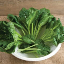 Tatsoi -Garden Care Shop 02897 01 tatsoi