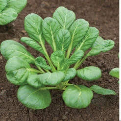 Tatsoi -Garden Care Shop 02897 05 tatsoi