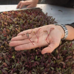 Beet, Bull's Blood -Garden Care Shop 02912m 02 bulls blood