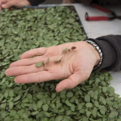 Shiso, Britton 5 Shiso, Britton -Garden Care Shop 02943m 02 shiso britton