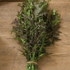 Red Splendor -Garden Care Shop 03051 01 red splendor