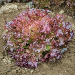 Salanova® Red Incised -Garden Care Shop 03053jp 03 redincisedleaffieldhorz