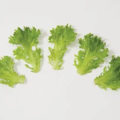 Salanova® Green Sweet Crisp -Garden Care Shop 03054jp 03 greensweetcrispfriseeleafgroup