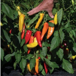 Hungarian Hot Wax -Garden Care Shop 03092g 03 hungarianhotwax