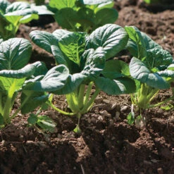 Koji -Garden Care Shop 03191 01 koji