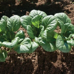 Koji -Garden Care Shop 03191 02 koji