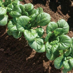 Koji -Garden Care Shop 03191 03 koji